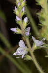 Common gypsyweed